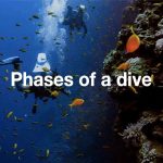 Phases of a dive