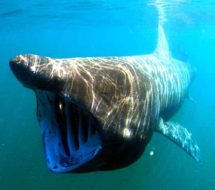 Basking shark underwater.