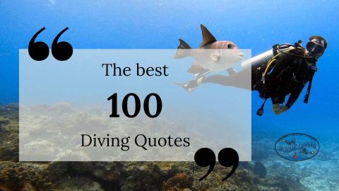 The 100 best diving quotes