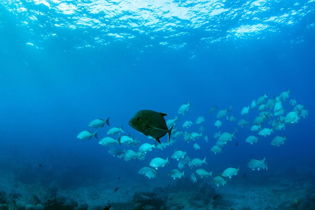 Black trevally underwater