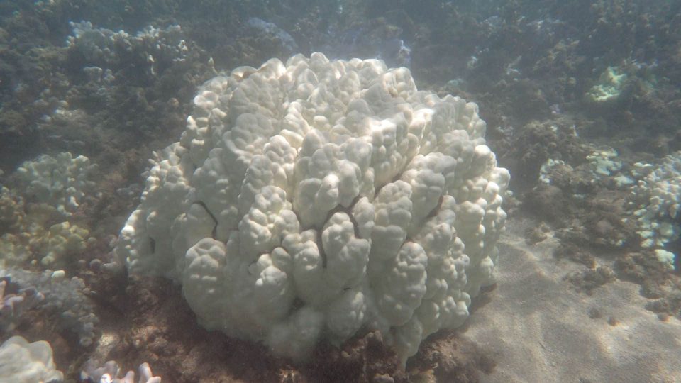 Gebleichte Korallenkolonie