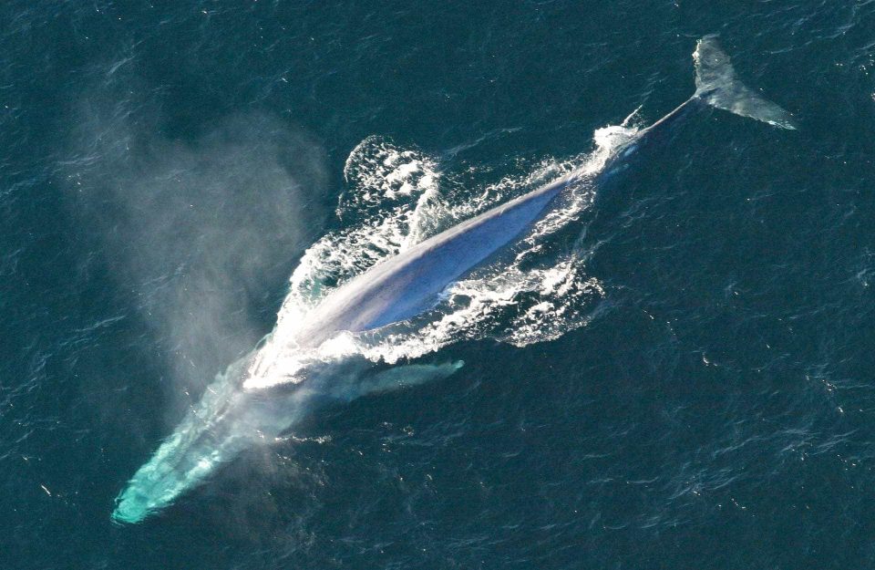 Blue whale at sea