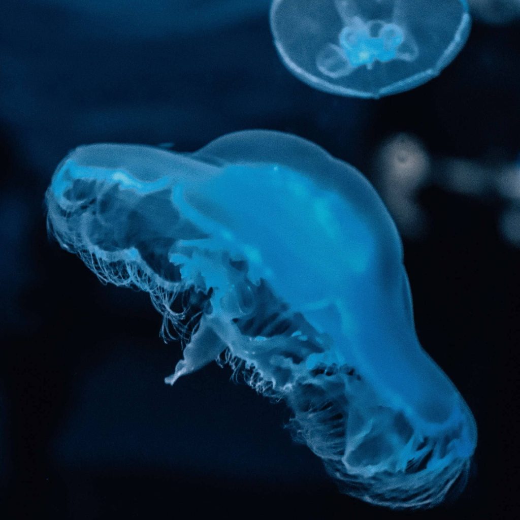 Blue and white jellyfish