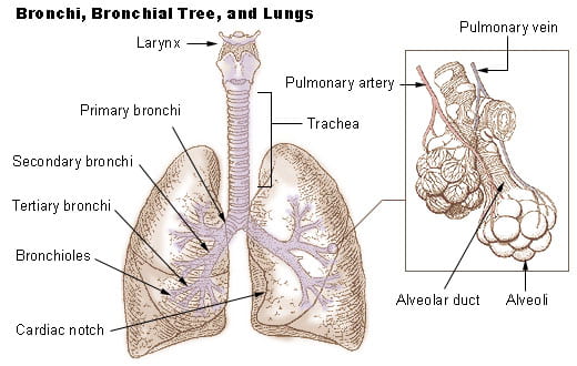Illustration of human lungs and bronchi