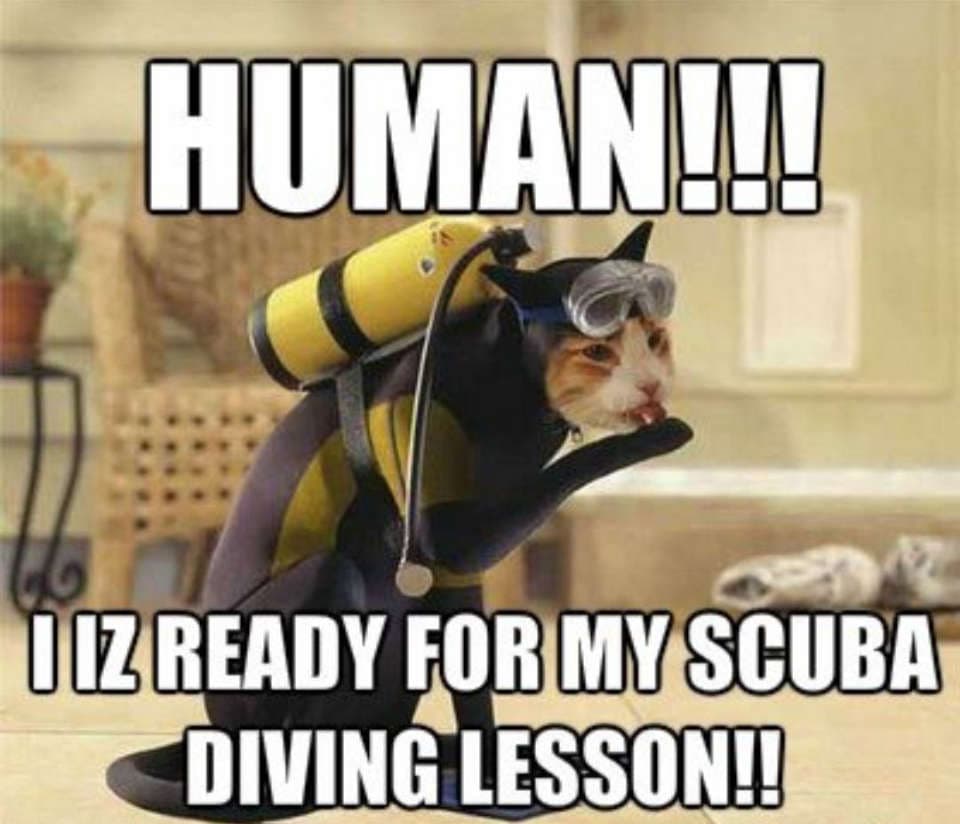 Human! I IZ READY FOR MY SCUBA DIVING LESSON!!