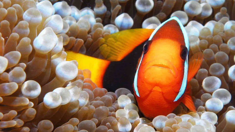 Clown fish in anemone