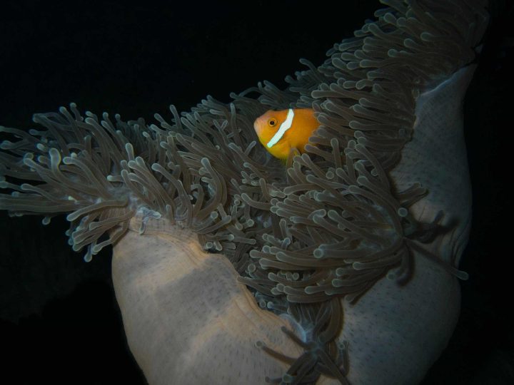 Night Diver 10 Clownfish in anemone at night