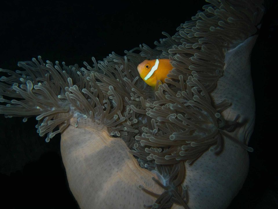 Clownfish in anemone at night
