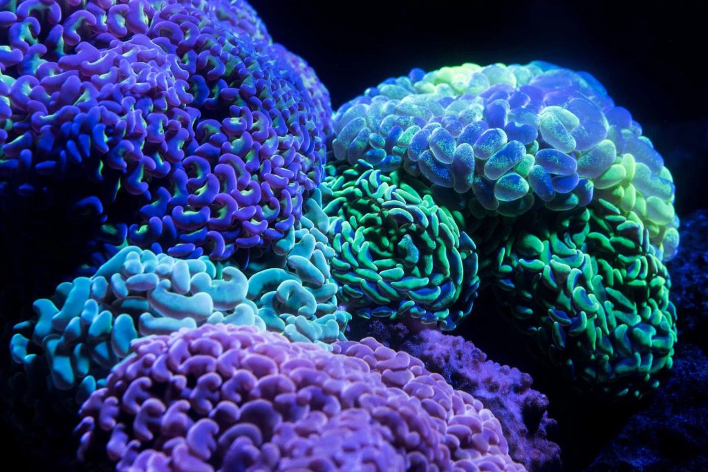 Coral in UV light