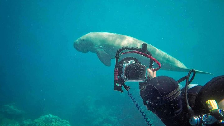 Scuba diver filming manatee underwater