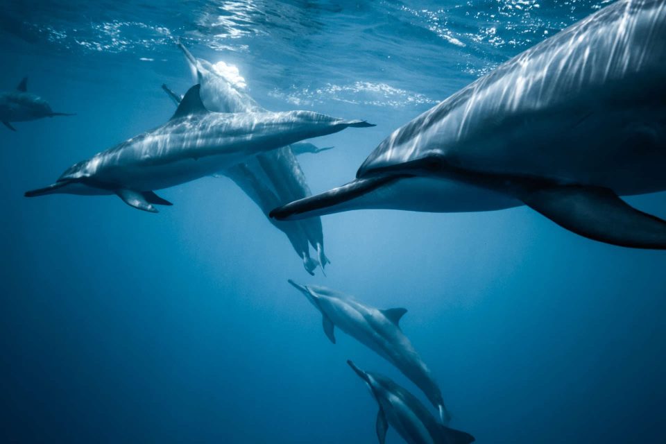 Group of dolphins underwater