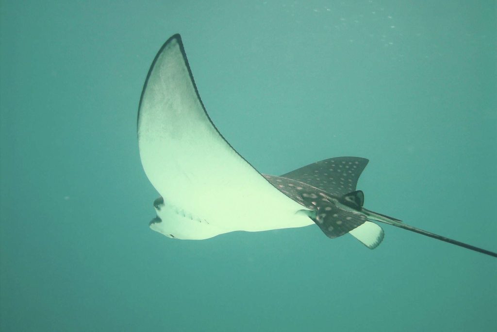 Eagle ray