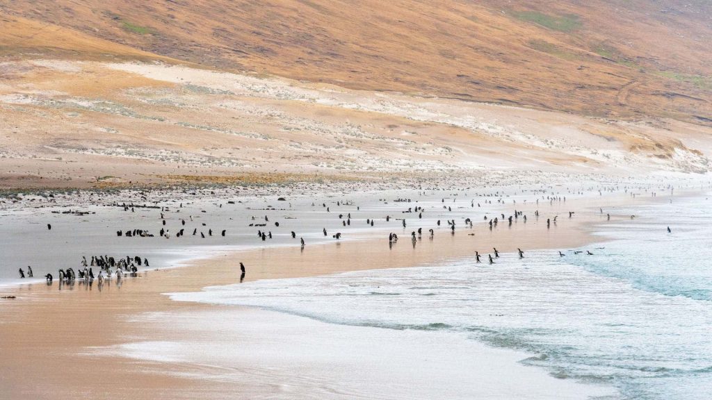 Penguin colony on the Falkland Islands