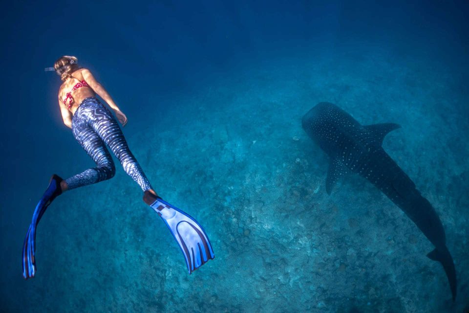 Female freediver diving with whale shark