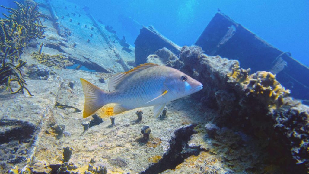 Fish swimming over wreck