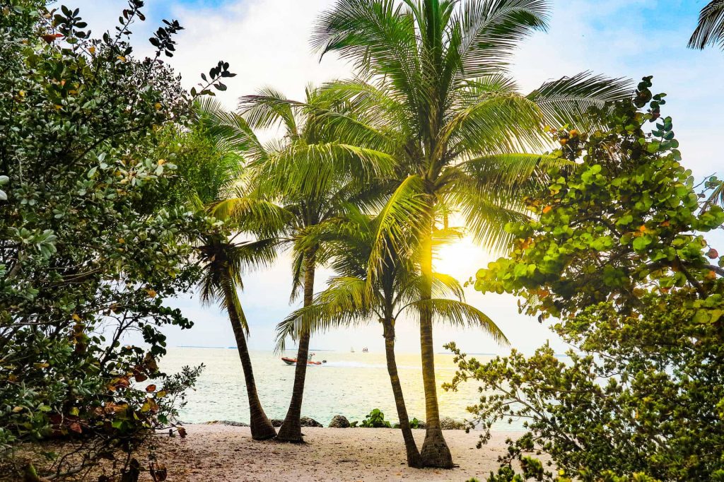 Palmtree on beach at Florida Keys