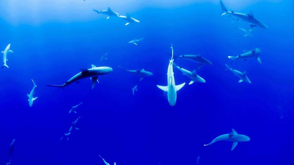 Sharks circling underwater