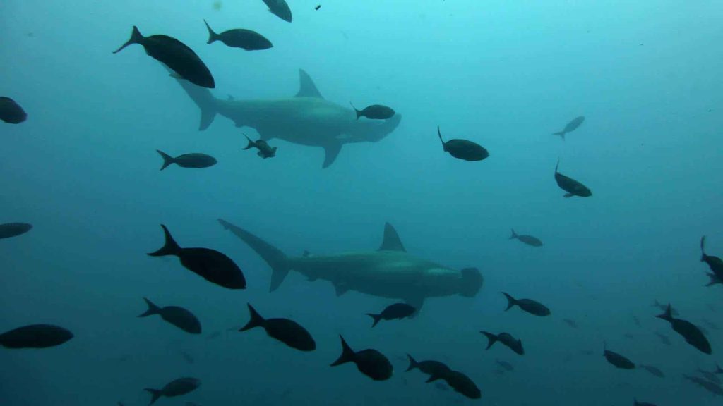 Hammerhead sharks swimming underwater