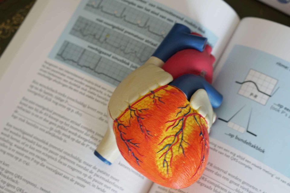 Heart model on book