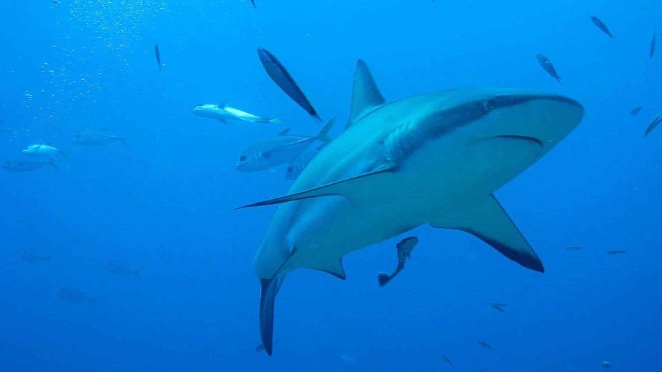 Hai unter Wasser in Honduras