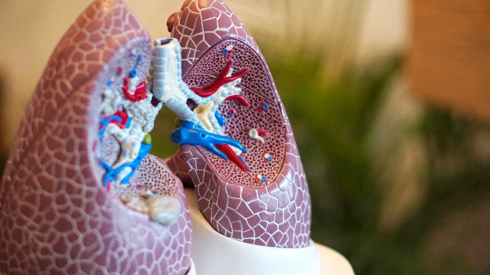 Modell der menschlichen Lunge