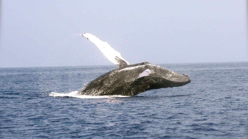 Humpback whale jumping out of the water.