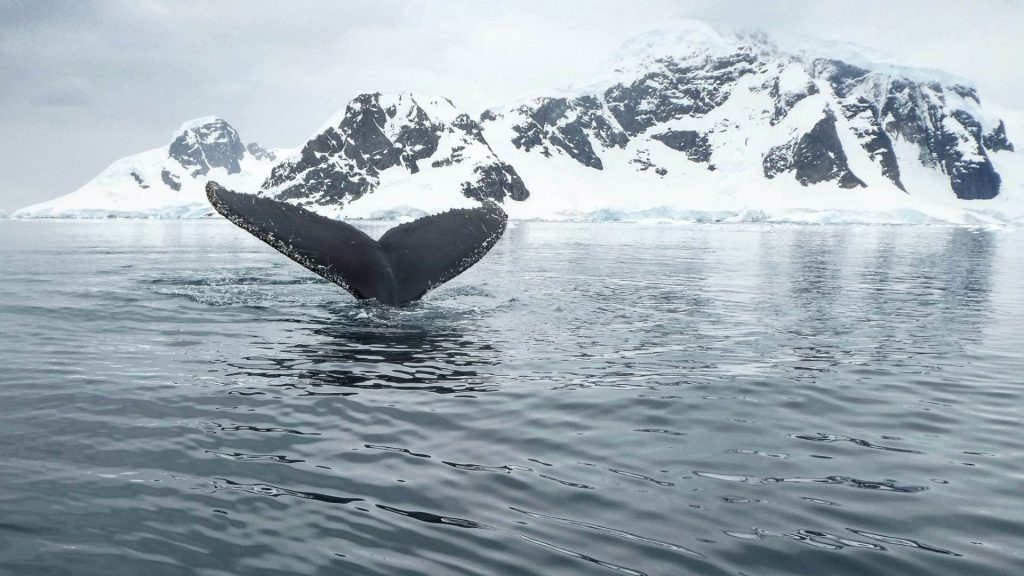 Humpback whale in Antarctica