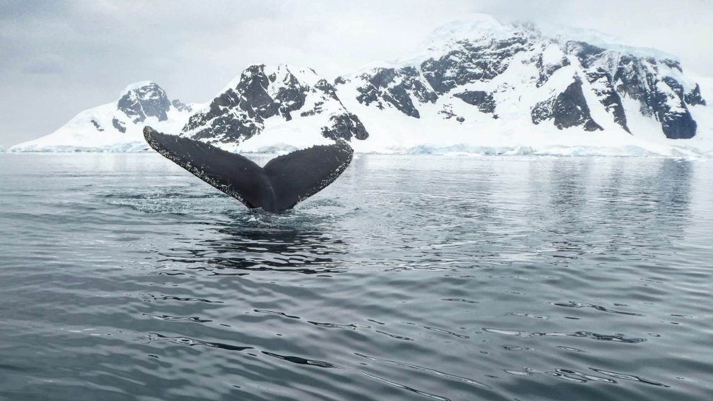 Antarctica 6 Humpback whale in Antarctica