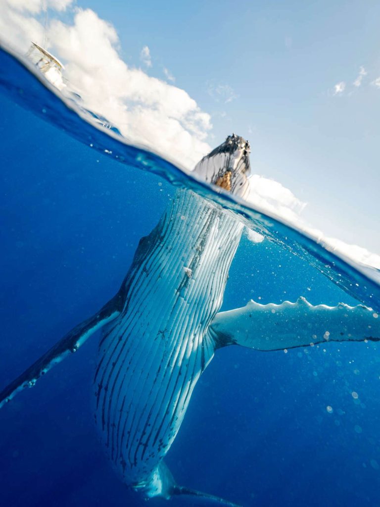 Humpback whale in Tonga next to boat