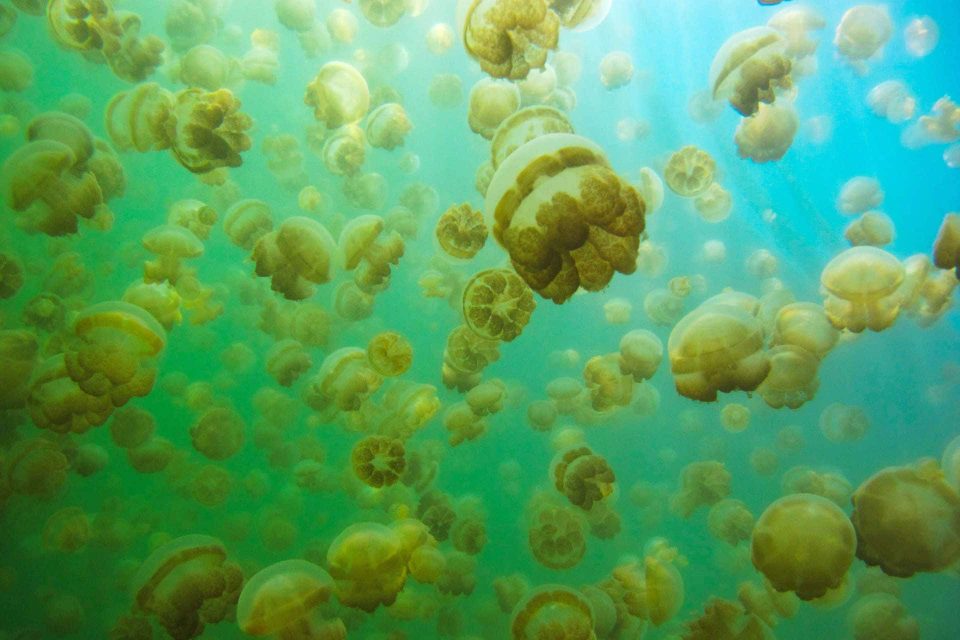 Jellyfish lake underwater in Palau