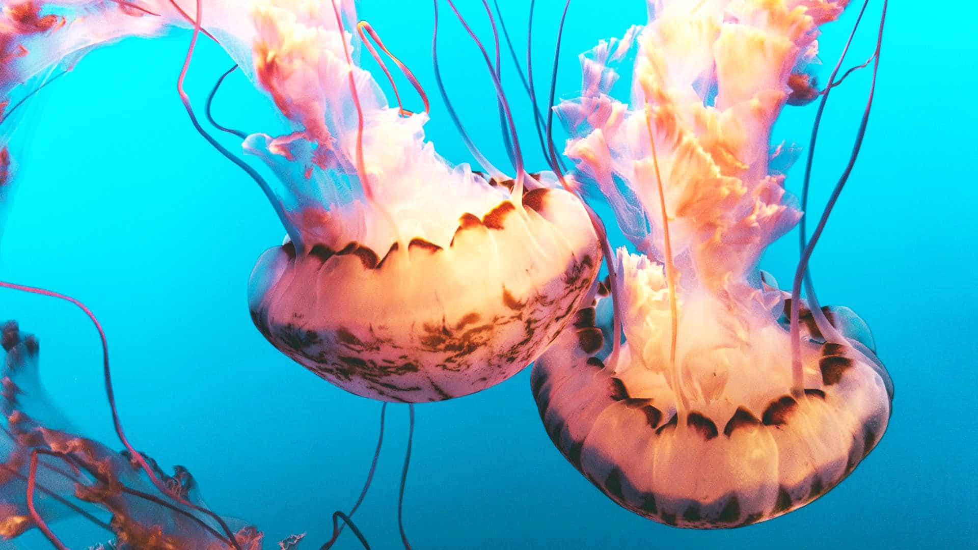 Pair of jellyfish underwater.