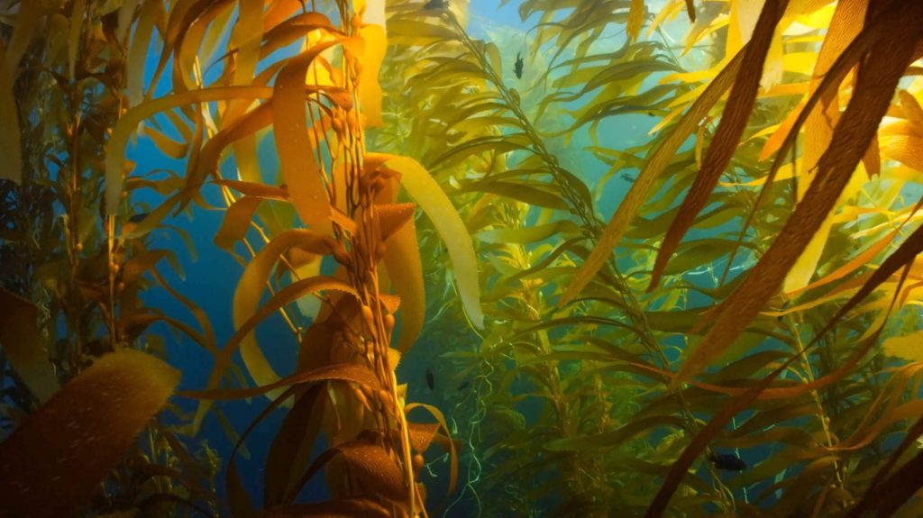 Underwater kelp forest