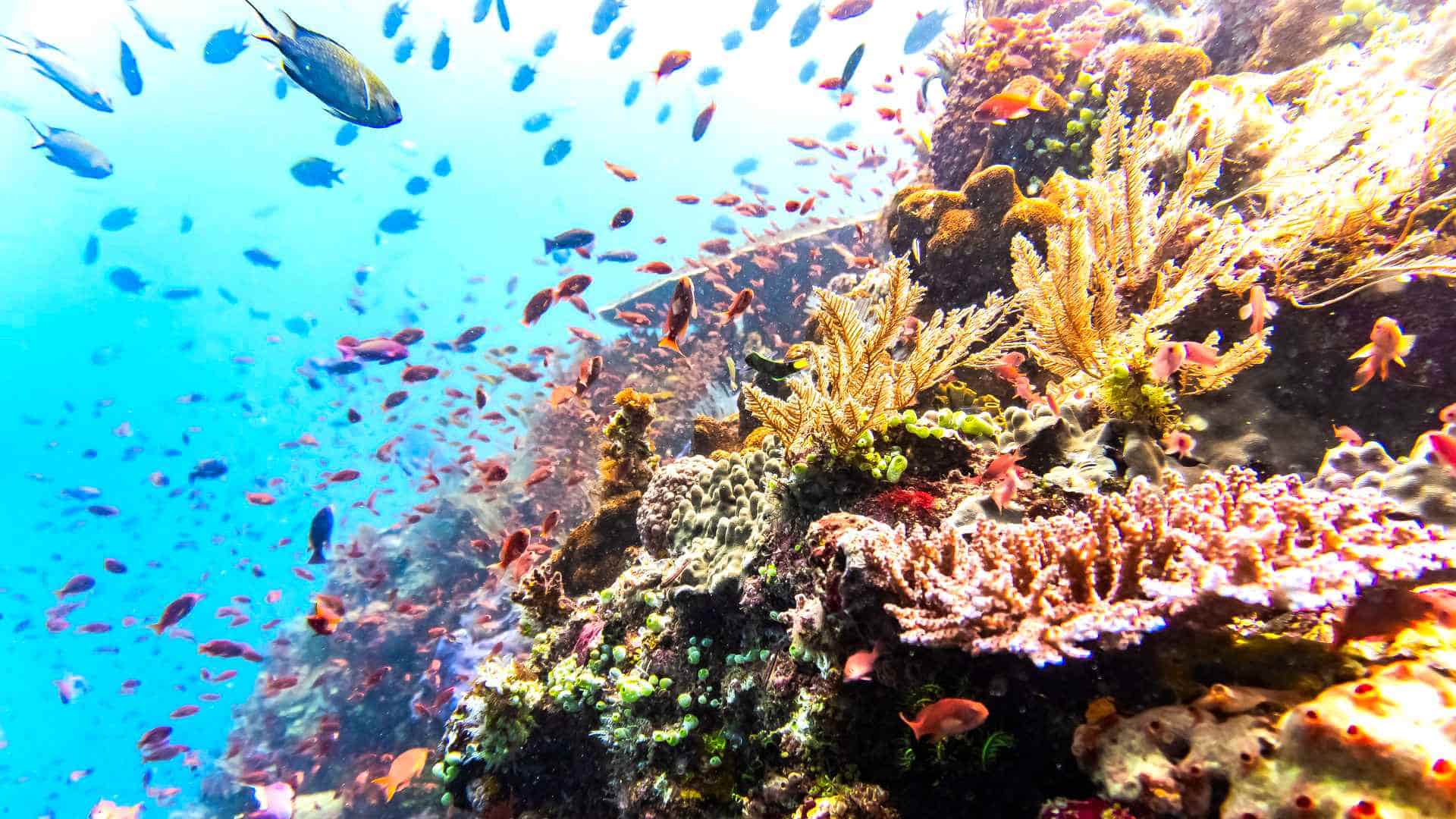Underwater reef in Komodo