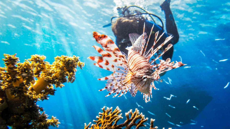 Scuba diver with lionfish