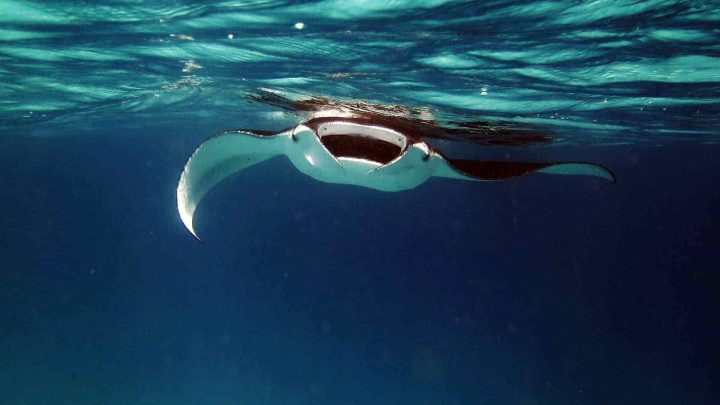 Manta ray at surface