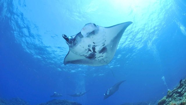 Manta rays underwater