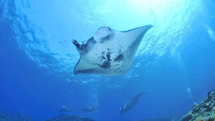 Mantarochen unter Wasser