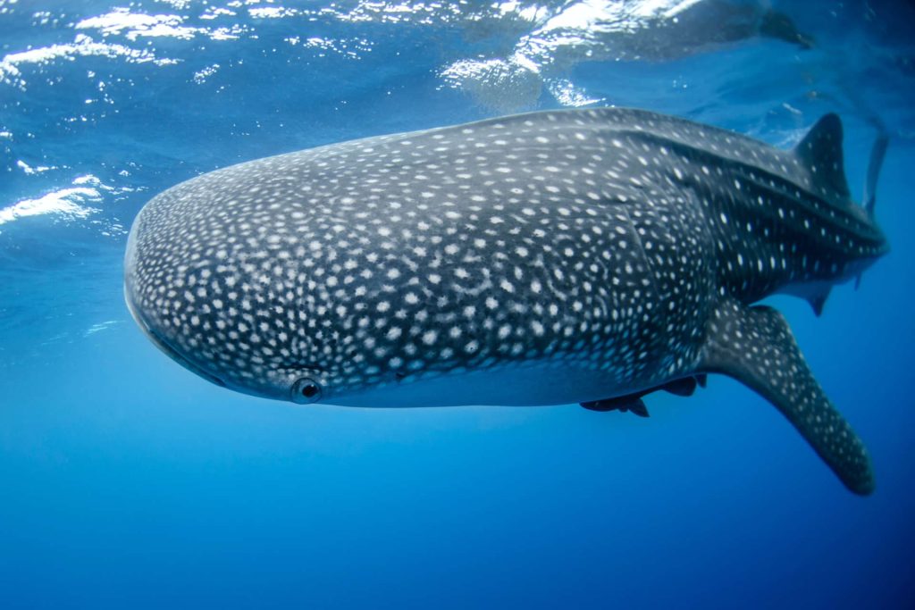 Whale shark underwater