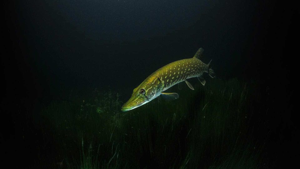 Northern Pike at night