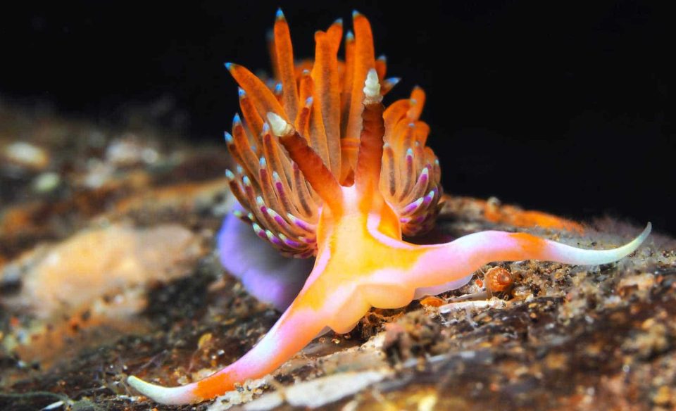 Nudibranch unter Wasser