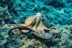Oktopus am Grund