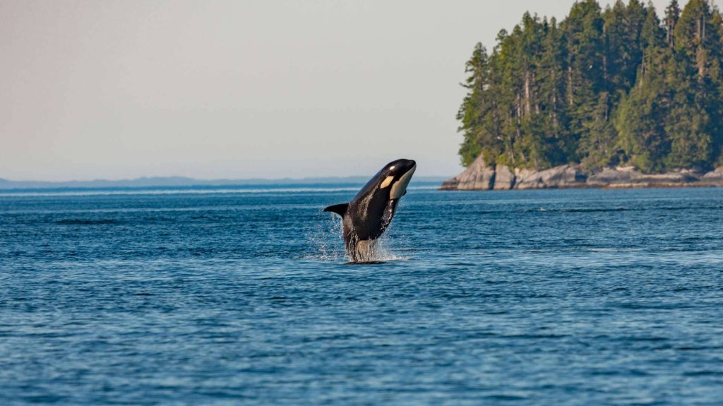 Orca jumping out of water