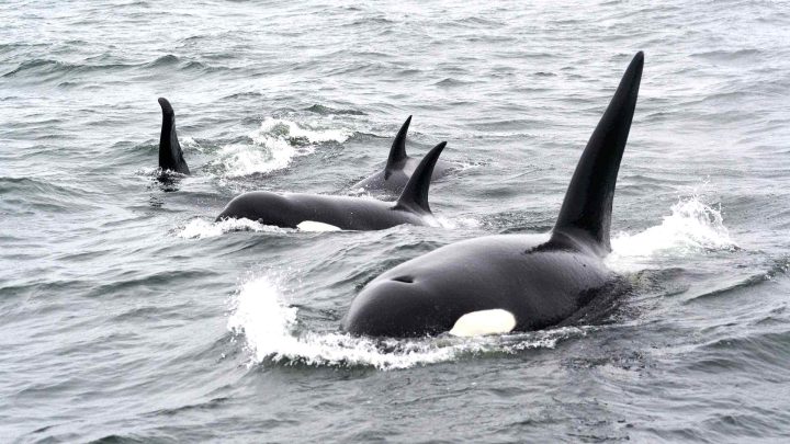 Orca family swimming together.