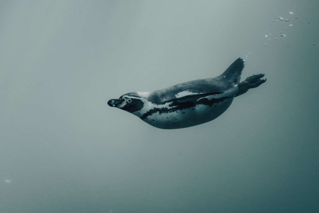 Penguin underwater