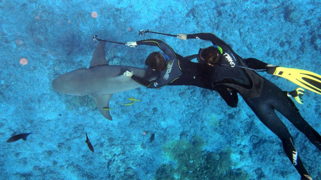 People hanging on shark backfin