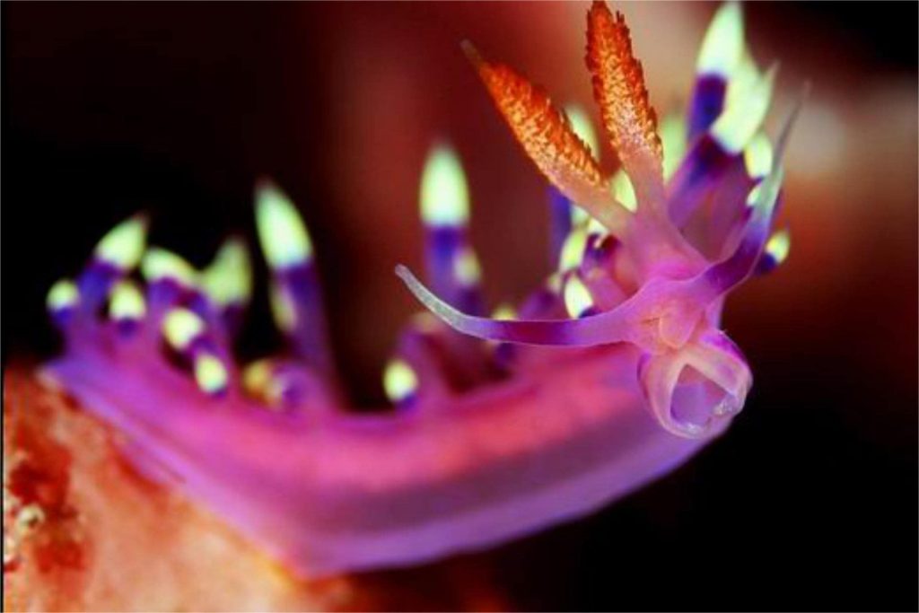 Purple nudibranch