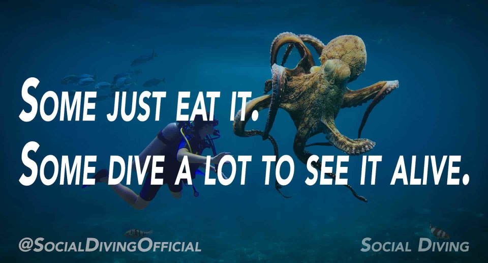 Some just eat it. Some dive a lot to see it alive.