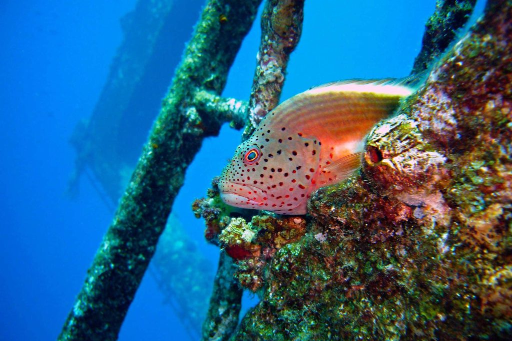 Red fish looking out wreck