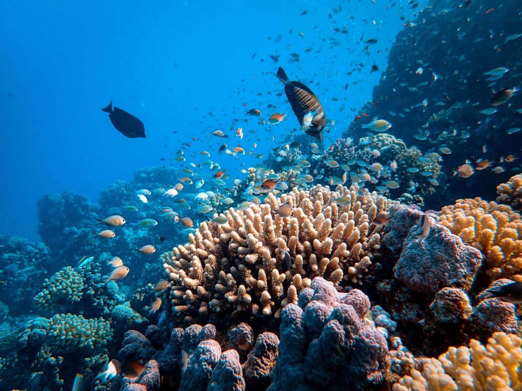 Coral reef in the Red Sea