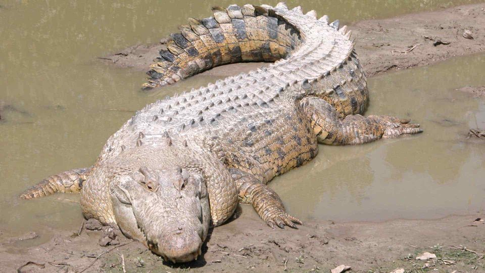 Saltwater crocodile in mud